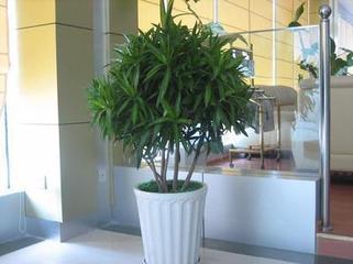 南宁花卉市场,盆景专业出租_南宁