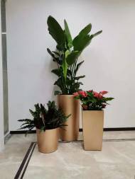 成都厂区绿化养护 企业单位绿植租赁,植物盆栽租摆,苗木出售