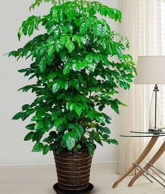 江宁室内绿植租赁,租摆,出租盆栽盆景,花卉养护批发