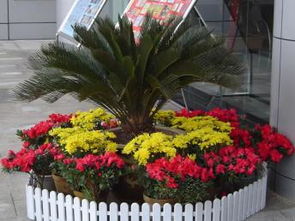 图 曹家渡静安寺徐家汇办公室绿植花卉盆栽植物租摆租赁 上海鲜花绿植