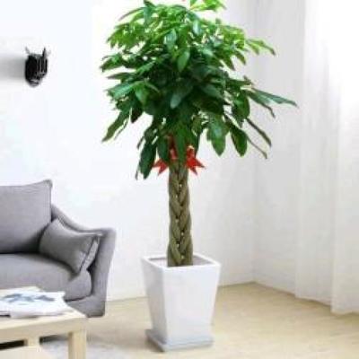 通州绿植盆栽出租,绿植
