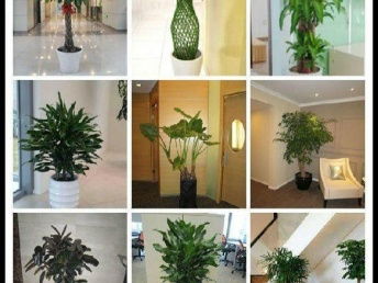图 八佰伴绿植租摆园林绿化绿植销售盆景出租花卉租赁 上海鲜花绿植