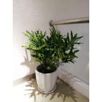 【福田绿植租赁公司,福田高端绿植租赁、大型盆景出租价格低服务好图片