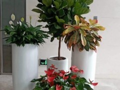沈阳办公室绿植租摆