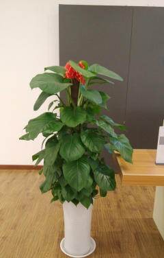 银川绿植花卉
