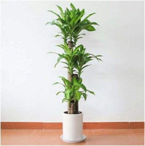 义乌绿植出租公司 专业盆栽租赁服务,打造健康绿色空间