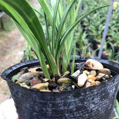 兰花苗青山玉泉 精品四季建兰,浓香花苞好养花卉盆栽