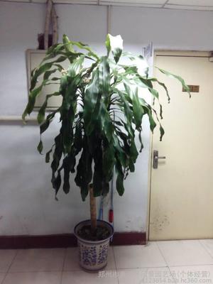 郑州盆景租赁与办公室绿化 专业绿植租摆与造型服务