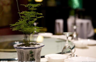 南昌办公室租花服务指南 红谷滩、高新区域盆栽租赁解决方案