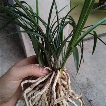 蕙兰精品熟草盆栽 打造高雅室内景观与租赁服务全解析