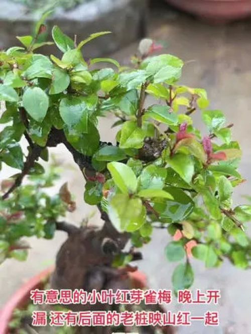 精品盆景 打造别墅庭院的高档绿植艺术