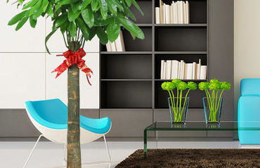 南昌花卉绿植盆栽租赁 美化环境，省心省力