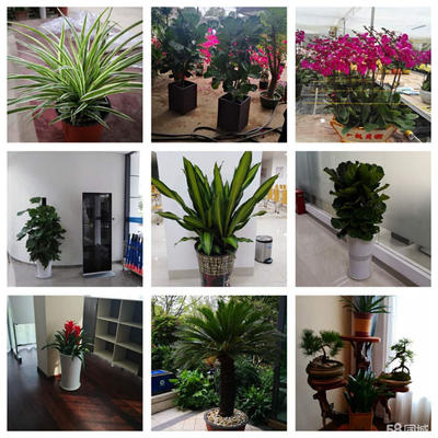 南宁绿植租赁服务 室内外绿化解决方案的一站式选择