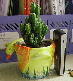 南昌花卉绿植盆栽租赁公司 打造绿色办公与生活空间