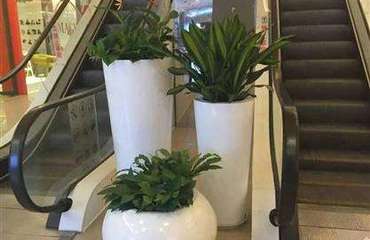 南昌绿植租摆与庭院绿化，六彩花卉是您的理想选择