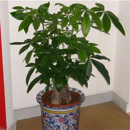 广州绿植租摆、盆栽出租服务，实惠价格尽在广州绿意园艺