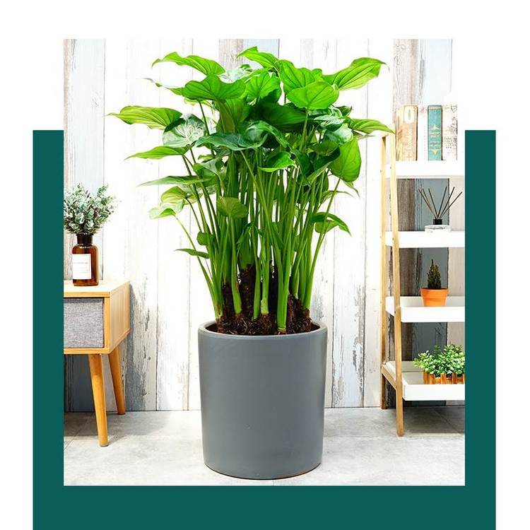 深圳植物租赁推荐 滴水观音盆栽，美观实用又省心