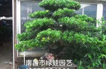 南昌专业花卉绿植租赁服务 便捷盆栽盆景租用指南