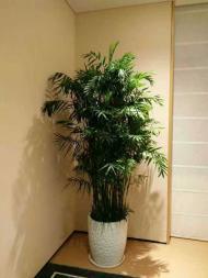 绿植租赁与养护 打造绿色生态空间的全方位解决方案