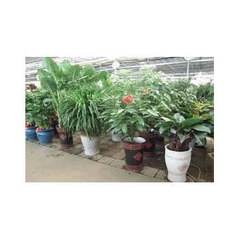 金坛盆栽租赁 一站式绿植解决方案，打造生态办公与生活空间