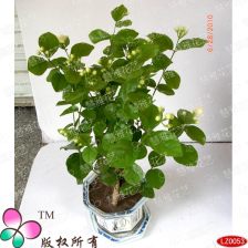 新余鲜花盆景租赁 绿色办公与生活的新选择