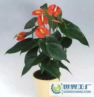 深圳花卉租赁与盆景租摆 专业园林绿化施工一站式解决方案