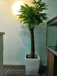 北京绿植租摆 18元/月起，开启低成本高品质绿色办公生活