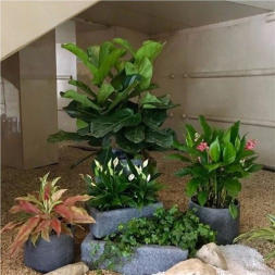 绿植租摆服务 为办公室注入活力与清新的专业选择