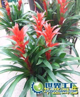 浙江今禾农产品 从农田到都市，用绿色盆栽点亮城市生活