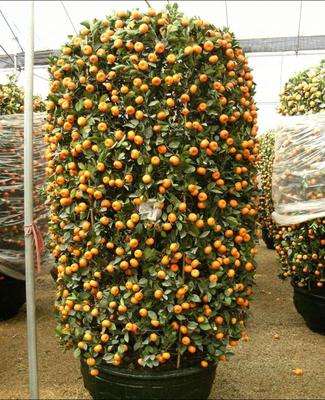 深圳年桔市场全解析 批发价格、基地种植与盆栽租赁服务