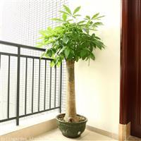 杭州绿植租赁新风尚 以发财树领航，打造专业风水与美学办公空间