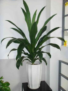 盆栽绿色植物,这种叫什么名字 不是巴西铁哈
