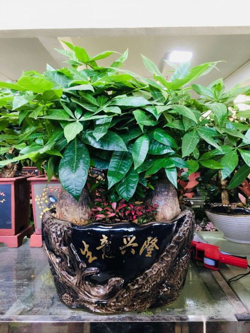 【办公楼绿植出租】- 