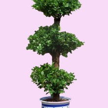 东湖区巨人花卉园艺中心 供应产品