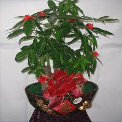 全部产品 茌平鲜花配送 茌平绢花 茌平鲜花店 茌平工艺品店 茌平盆栽租赁 茌平鲜花租赁 茌平万红花木园艺场