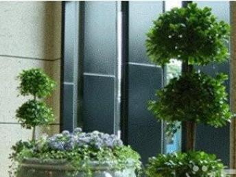 图 办公室植物租赁 办公环境绿化 绿植盆栽养护租摆 上海鲜花绿植