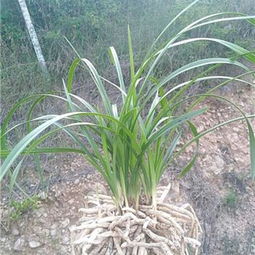 26号精品蕙兰绿化盆景盆栽 室内外绿化与盆栽租赁的优雅之选